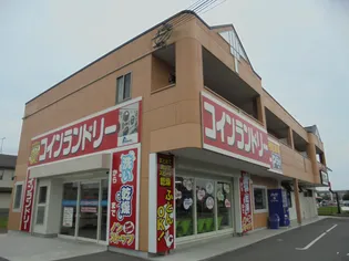 スカイアイビーの画像