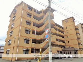 マルイハイビスカスの画像