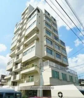 ヴィレッタ菊の画像