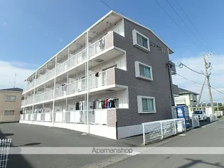 コスモス24の画像