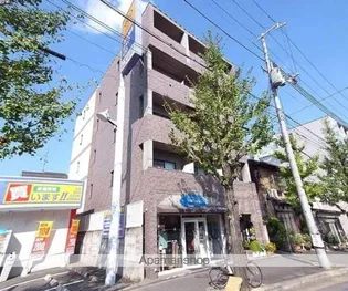 ゴールドクレストの画像