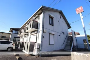 コニファーの画像