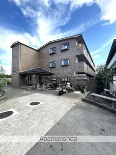 ソシア菊の画像