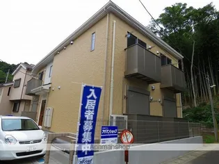 カンパニュラの画像