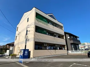 エレガント桜の画像