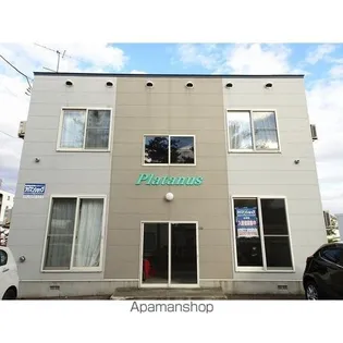 プラタナスの画像