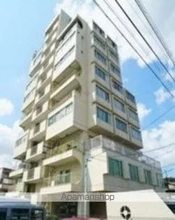 ヴィレッタ菊の画像