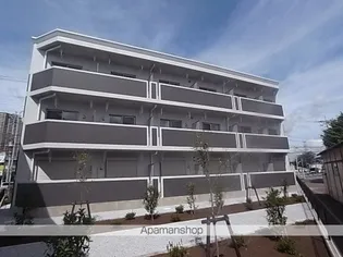 M'S柏の葉の画像