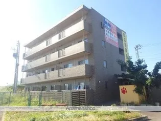 DI COLZAの画像