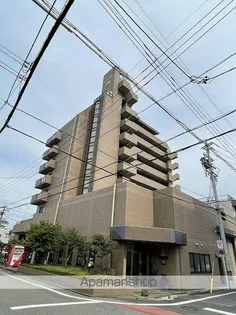 センチュリー材菊の画像