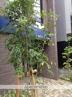 LAPIS練馬の画像