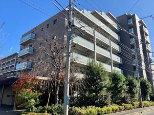 シャリエ朝霞の画像