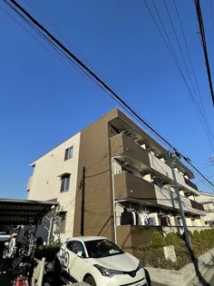 プラシードの画像