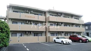 プリムローズの画像