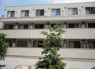 COURT PINETAILの画像