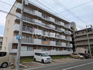 チェルシーIIの画像