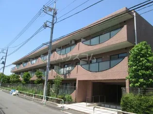 コーナスフロリダの画像