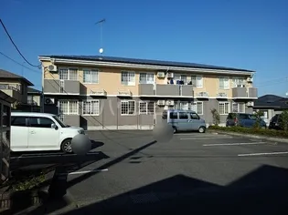 プリムローズの画像