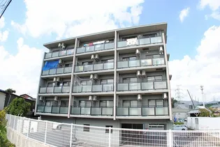 セントーレアの画像