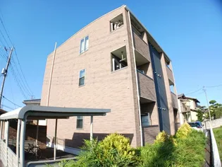 メープル シュガーの画像