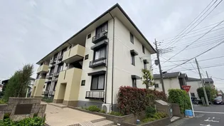 プリムローズの画像