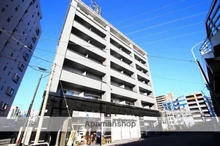 ゴールドクレストの画像