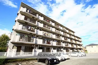 ゴールドクレストの画像