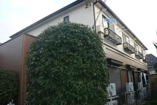 ステラコートの画像