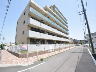 プルメリアの画像