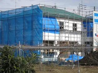 プリムローズBの画像