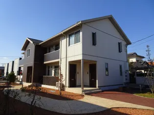 アスターの画像