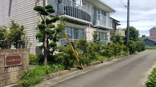 ハミングバードの画像