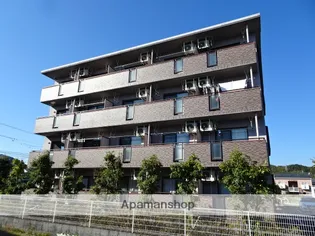 フリージアの画像