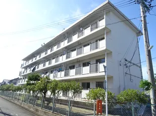 セントポーリア蜆塚の画像