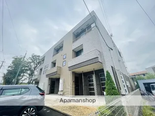 ローダンセの画像