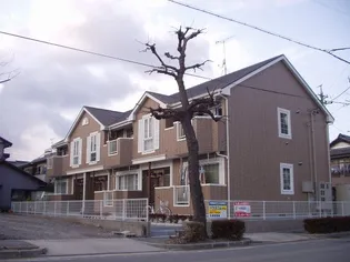 サンセットタウニーの画像