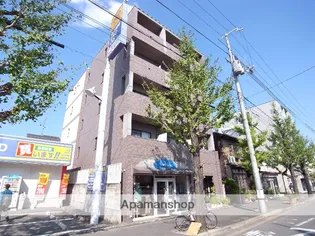 ゴールドクレストの画像