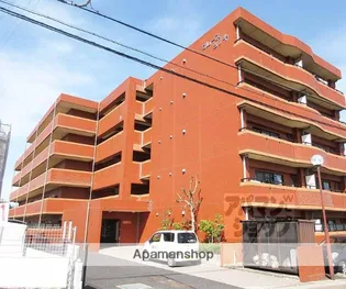 グレースシノキの画像