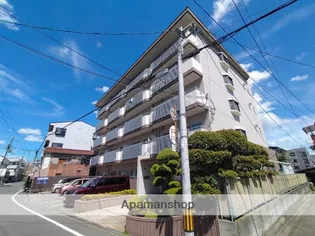 ホワイトシャンボールの画像