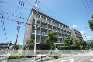 シプレスの画像