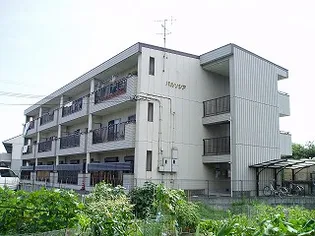 パルソシアの画像