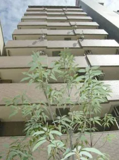 グランテージ感彩【0703号室】の外観