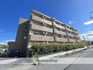 ドリームスプルースの画像