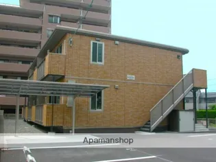 カンファーツリーの画像