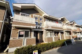 プリムローズBの画像