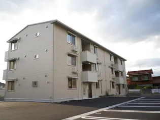 CAMPHORA TREEの画像