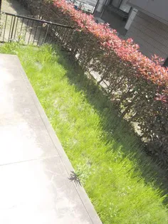 セジュール萩尾【1階】のその他画像