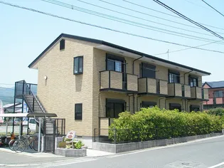 サマーパインの画像