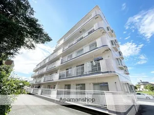 シェル幹の画像