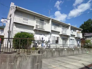 タウニーパインツリーの画像